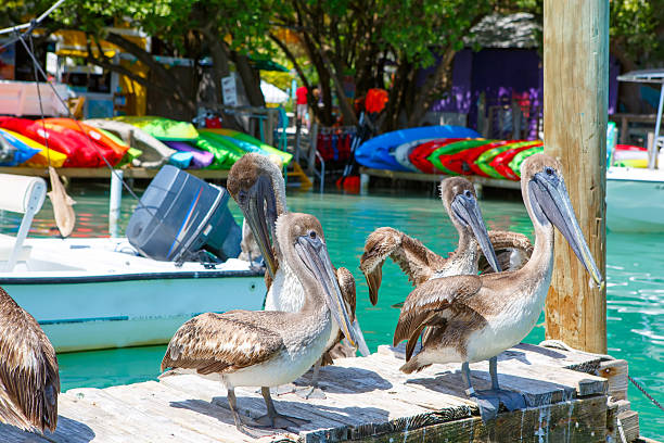 istock Big brown pelicans in Islamorada, Florida Keys 612858746
