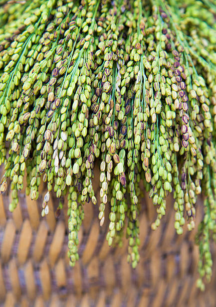 Close up of cut rice on rice field