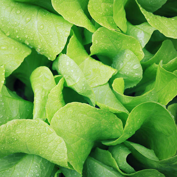 istock Green salad background. Colorful greenery texture. 612859162