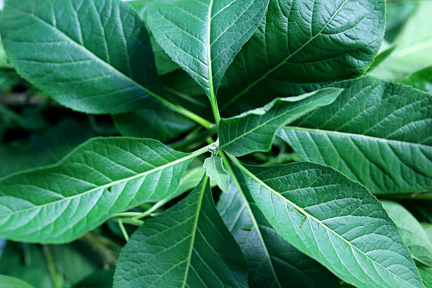 Vernonia Amygdalina (Bitter leaf) - a member of the Asteraceae family - a small shrub that grows in tropical Africa