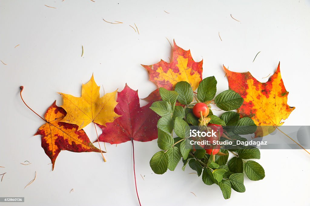 Autumn background - maple leaves, briar branch with berries Autumn background - colorful maple leaves, briar branch with bright berries on white board. Selective focus, Special light. Arranging Stock Photo
