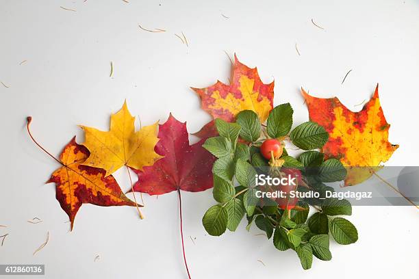 Autumn Background Maple Leaves Briar Branch With Berries Stock Photo - Download Image Now