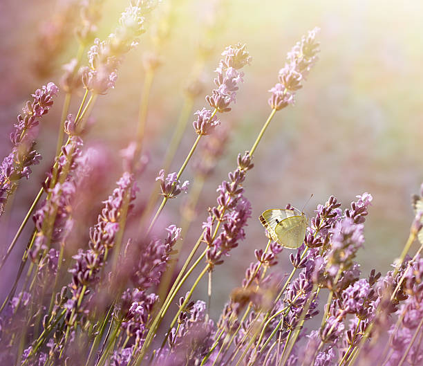istock Late afternoon in lavender flower garden 612860410