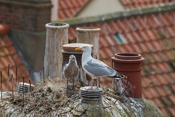 Herring Gull adult and chick  on  rooftop. stock photo