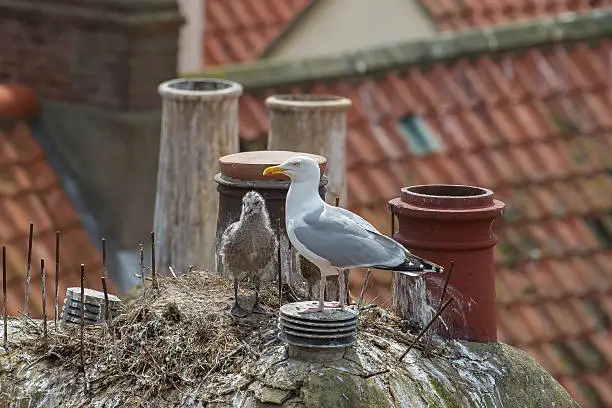 Photo of Herring Gull adult and chick  on  rooftop.
