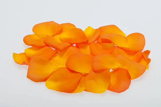 Petals of the orange-rose isolated on the white background