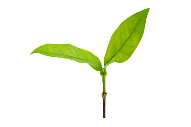 istock Green leaves isolated on white 612863118