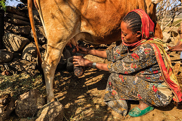 mujer africana ordeñando una vaca, etiopía, áfrica - village africa ethiopian culture ethiopia fotografías e imágenes de stock