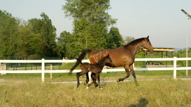 SLOW MOTION: Adorable mare and newborn colt running along white corral