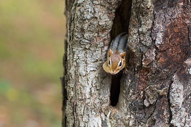 istock Eastern Chipmunk (Tamias) peeks out of hiding hole in tree. 613011980
