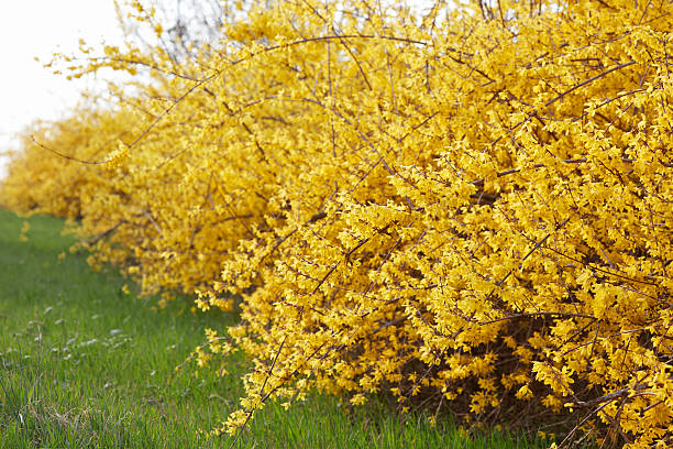 Photo of Forsythia, yellow spring flowers hedge and green grass