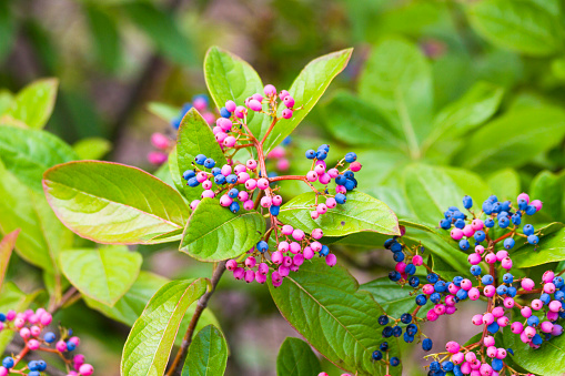 Colorful Pink And Purple Berries On Viburnum Nudum. Attracts birds.
