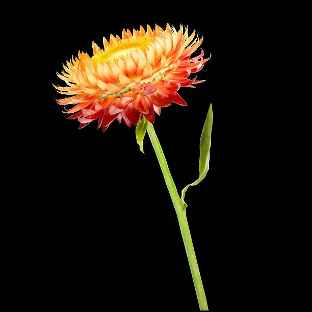 Strawflower with stalk on a blac background. Isolated from background.