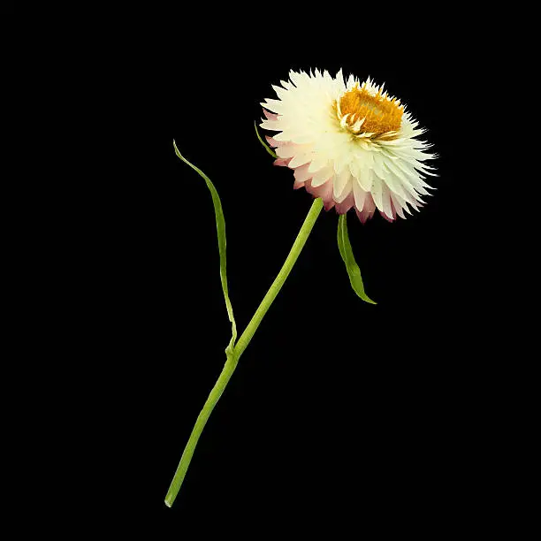 Strawflower with stalk on a blac background. Isolated from background.