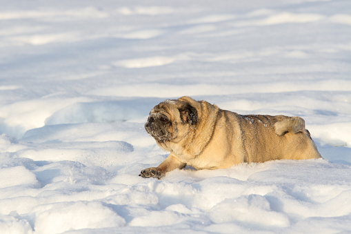 Pug dog on white snow, running, fun
