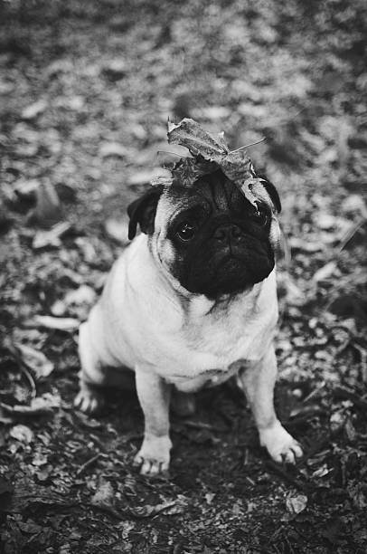 istock Black and white pug with leaves on head 613016358