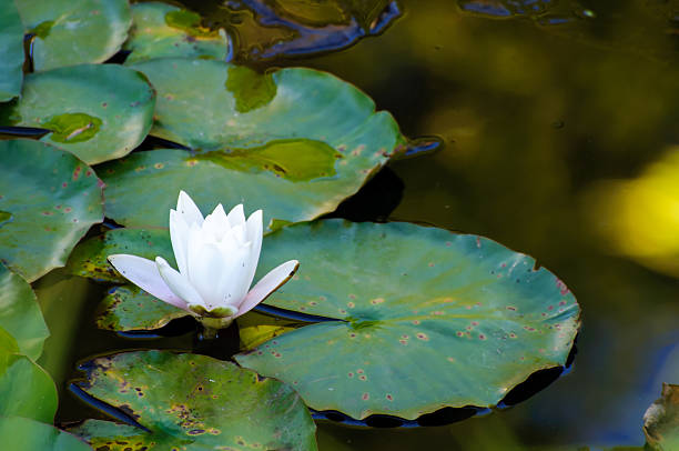 istock white waterlily flower on a lake 613018292