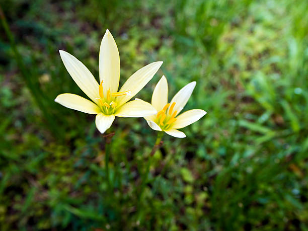 istock Yellow flower blooming in garden 613018342
