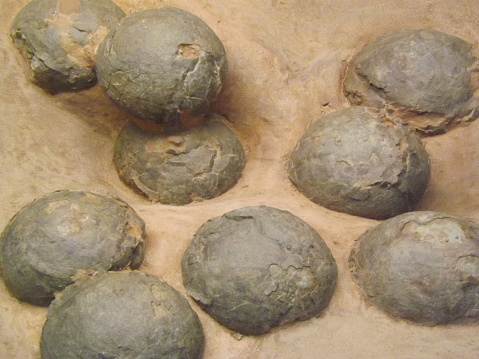Some petrified dinosaur eggs