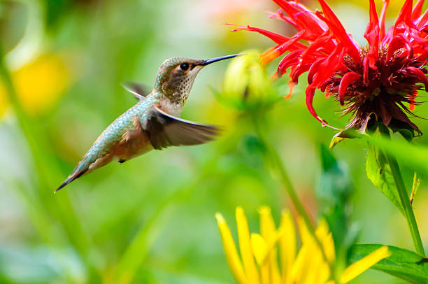 istock Hummingbird eating flower 613018446