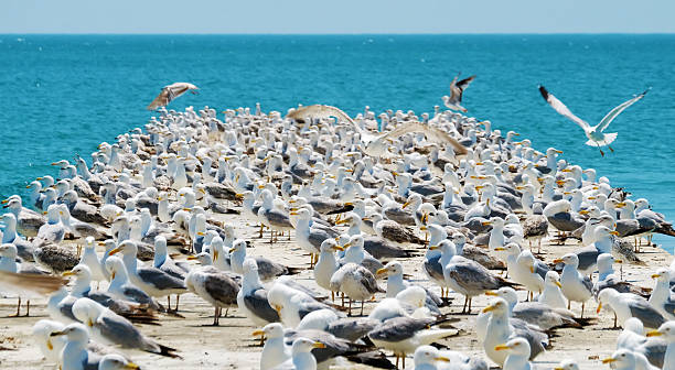 istock Large flock of wild seagulls 613019580