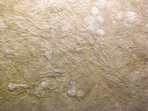 Fossilized crinoids