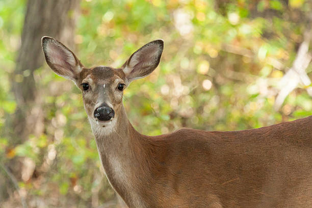 Doe White-Tailed Doe White-Tailed