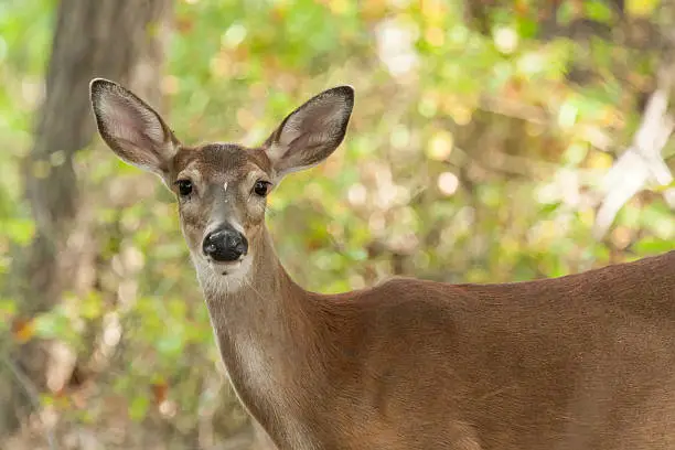 A Whitetailed deer doe stands in the forest.