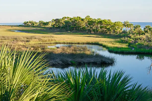 Palmettoes, salt marsh and creek on a barrier island of St. Marks Wildlife Refuge on the Gulf of Mexico.