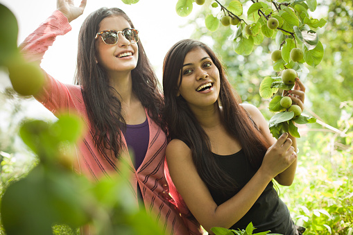 Outdoor image of beautiful, happy late teen two urban girls holding tree branch full of Asian pear in nature at day time in rural area. They are giving toothy smile one of them is wearing sunglasses and other is holding tree branch. Two people, waist up, horizontal composition with selective focus and copy space.
