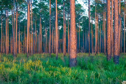 Forest of pine trees in the Southern United States.