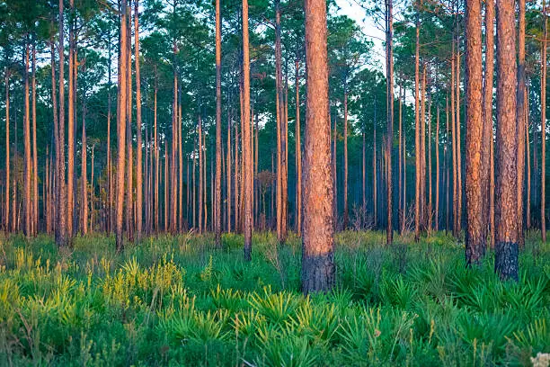 Photo of Southern Pine Forest