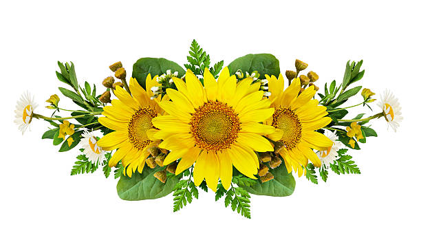 Sunflowers and wild flowers arrangement isolated on white