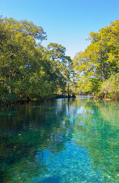 istock Suwannee River at Fanning Springs 613023052