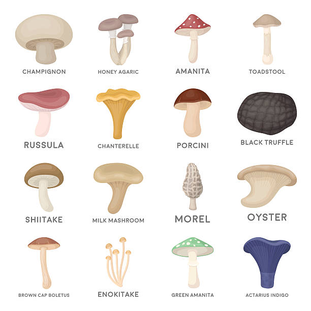 ilustraciones, imágenes clip art, dibujos animados e iconos de stock de iconos de conjunto de setas en estilo de dibujos animados. gran colección de setas - honey agaric