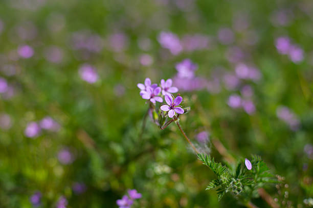 istock Saponaria ocymoides flower 613023844