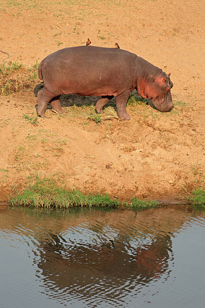 nilpferd an land - kruger national park hippopotamus animal mouth animal stock-fotos und bilder