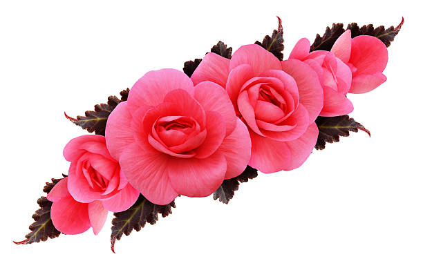 Pink begonia flowers arrangement