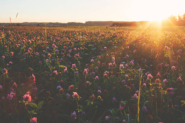 istock Cleaver grass [Trifolium pratense]l on a meadow in sunset 613025230