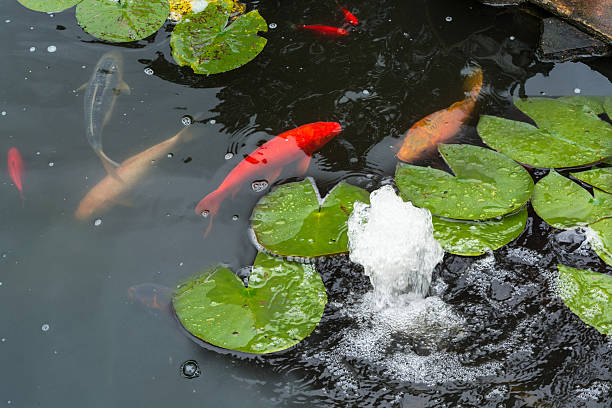 koi-fische schwimmen im teich  - water lily lily water water garden stock-fotos und bilder