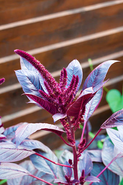 amarante rouge (amarante cruentus) - amaranthus cruentus photos et images de collection