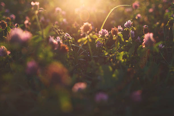 istock Cleaver grass [Trifolium pratense]l on a meadow 613026410