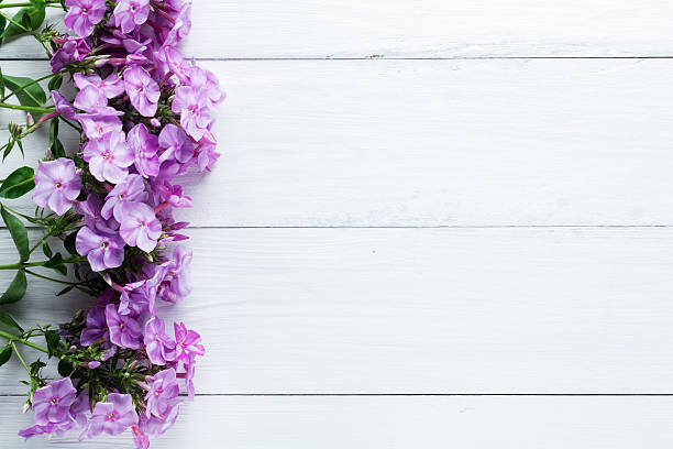 istock frame of flowers, background white boards 613027882