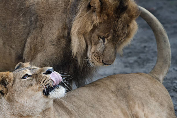 istock Lioness and lion, predator games. 613027930