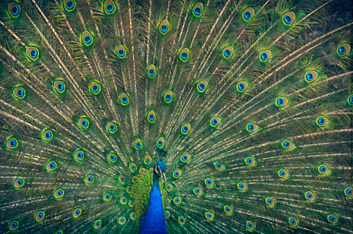Peacock feathers on vintage stone background