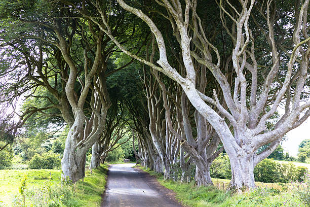 istock Magical forest, Northern Ireland 613029054