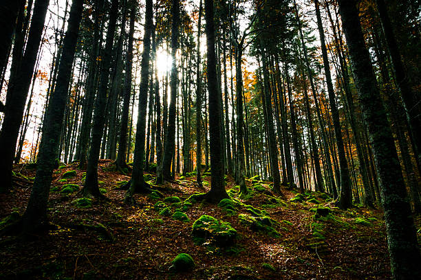 istock Autumn morning in the alps 613029334