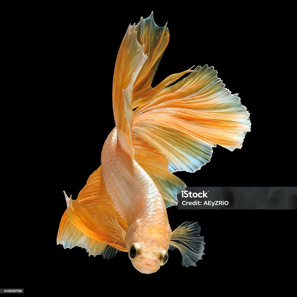 White Dragon Betta fish, siamese fighting fish "gold half moon" isolated on black background beautiful movement macro photo Activity Stock Photo