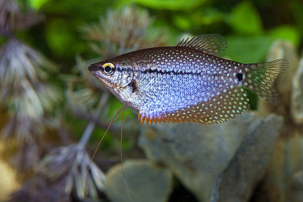 gourami pérola - freshwater pearl imagens e fotografias de stock