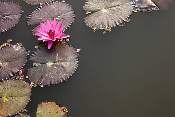 istock Pink Lotus Flower Floating on dark Water 613031476